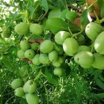 نهال گردو فرنور