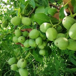 نهال گردو فرنور