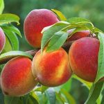 نهال هلو آلبرتا