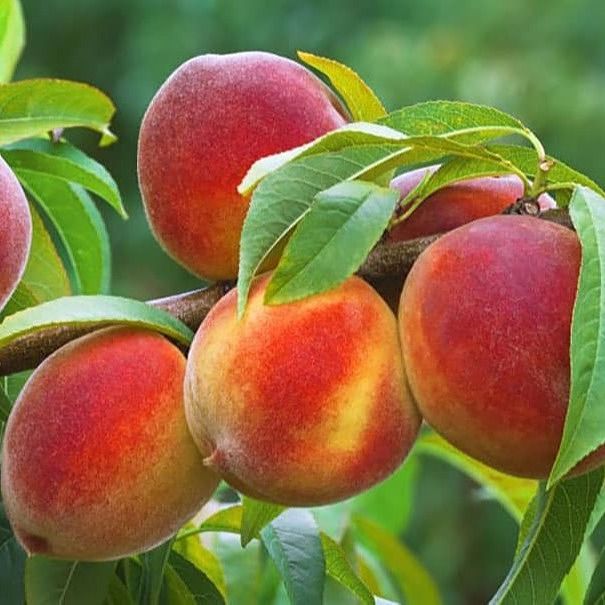 نهال هلو آلبرتا نهال هلو آلبرتا