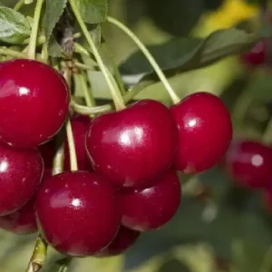 نهال آلبالو گوشواره ای