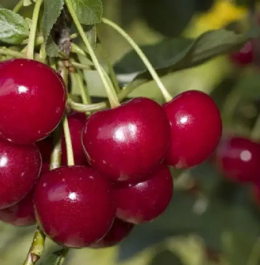 e356ffa2-9abf-498a-8262-d34633e86ef6