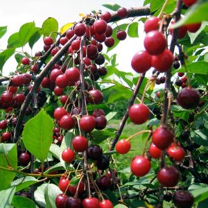 نهال آلبالو گیسی