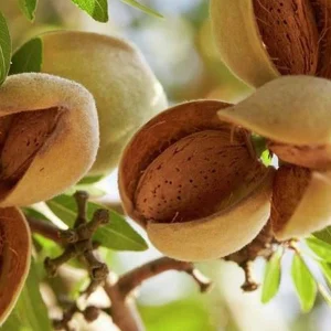 نهال بادام سفید سنگی