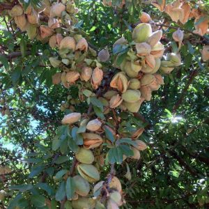 نهال بادام شاهرودی 12