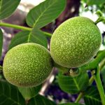 نهال گردو چندلر