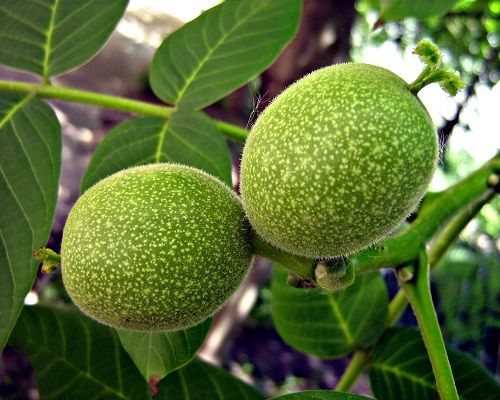 نهال گردو چندلر نهال گردو چندلر