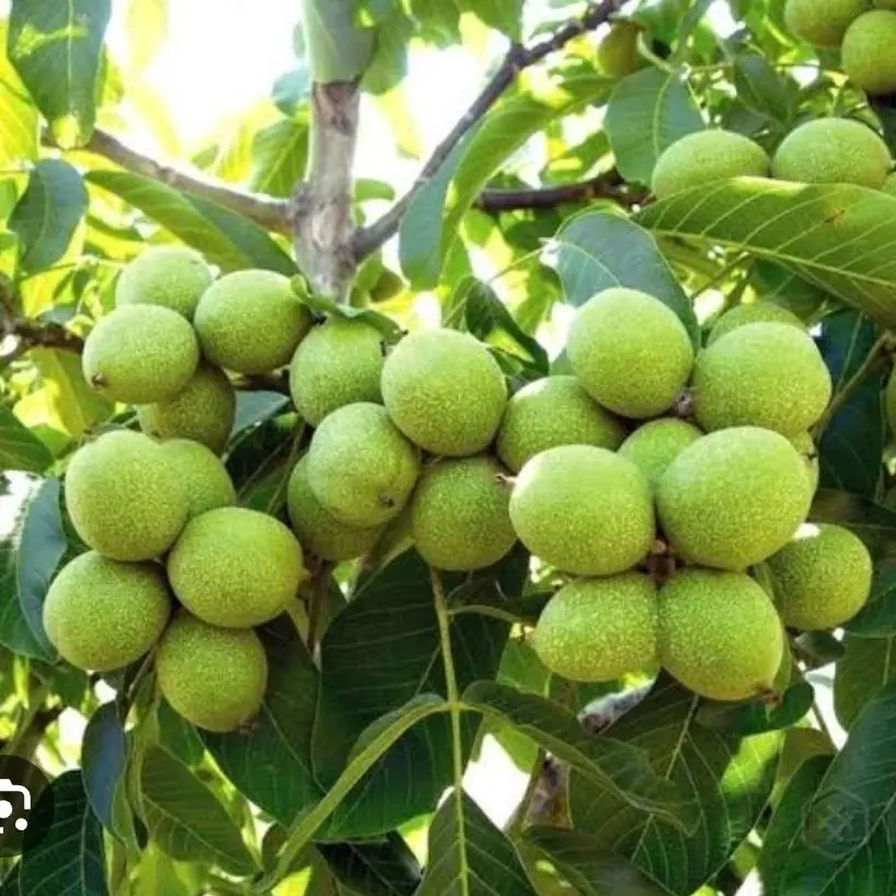 گردو ژنوتیپ گردو ژنوتیپ