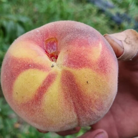 560x560 هلو قجیر قائنات