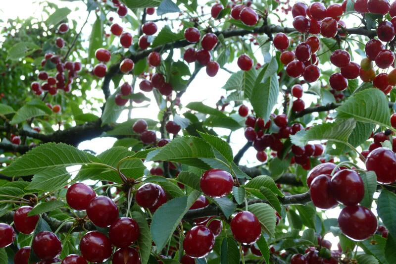 IMG-20220821-WA0027 نهال البالو محلی