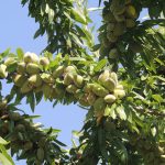 نهال بادام مامایی