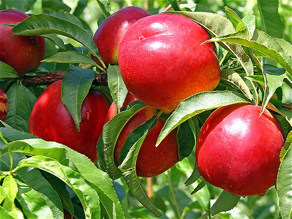 نهال شلیل شمس نهال شلیل شمس