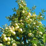 نهال سیب زرد قندی