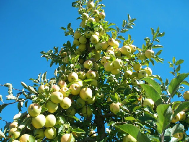 نهال سیب زرد قندی نهال سیب زرد قندی