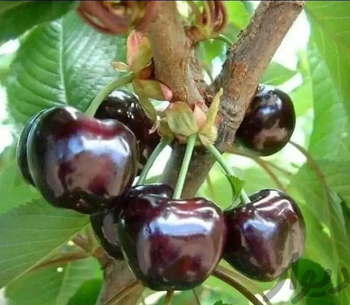 نهال گیلاس دلارکا نهال گیلاس دلارکا