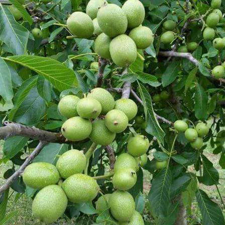 نهال گردوی اسرائیلی نهال گردوی اسرائیلی