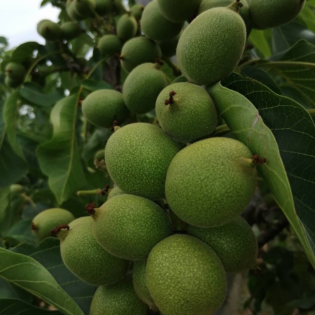 گردو ژنوتیپ نهال گردو ژنوتیپ