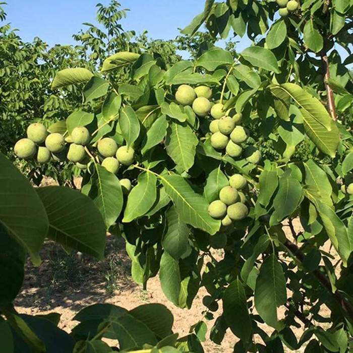 نهال گردو ژنوتیپ 7 نهال گردو ژنوتیپ 7