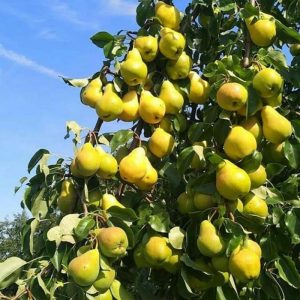 نهال گلابی شاه میوه