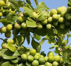 نهال گوجه سبز مراغه