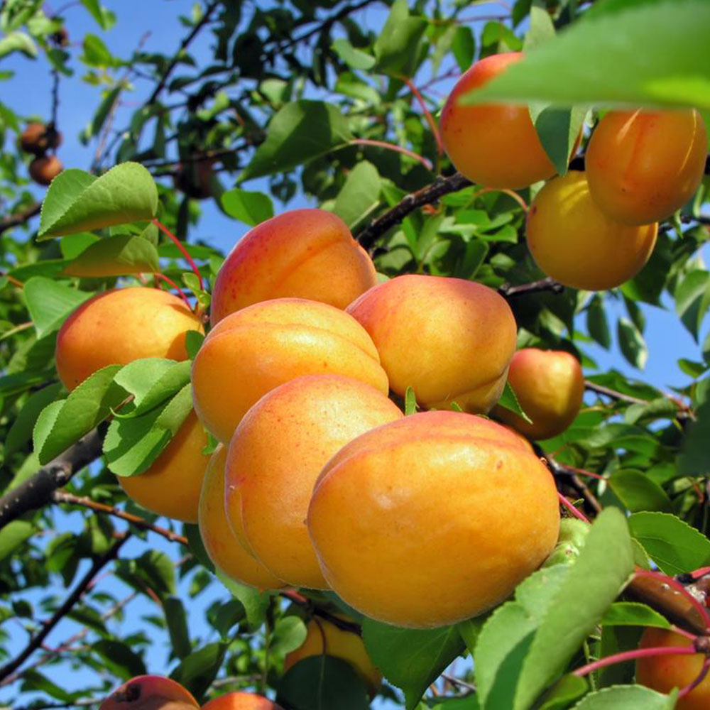 انتخاب بهترین نهال زردآلو