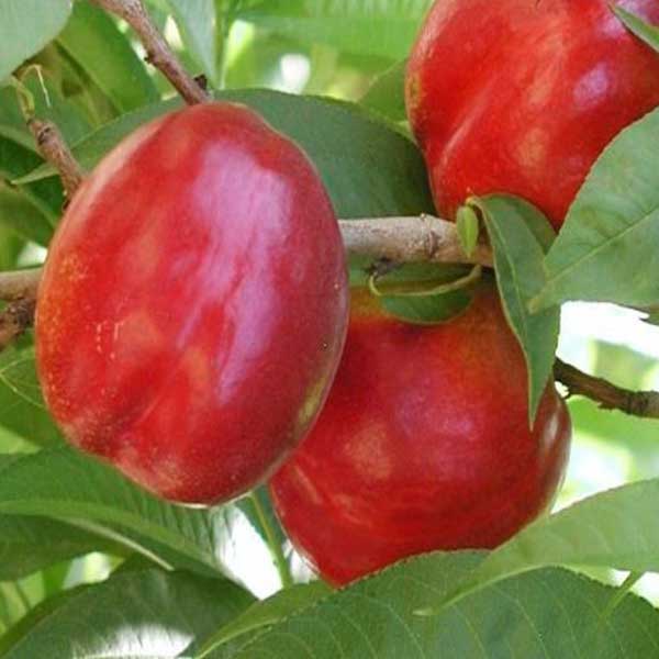 نهال-شلیل-مغان