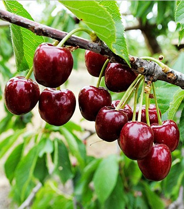 نهال گیلاس تک دانه مشهد گیلاس تکدانه مشهد