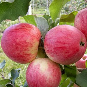 نهال سیب گلاب تابستان