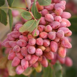 نهال پسته اکبری