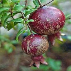 انار پایه کوتاه