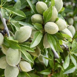 نهال بادام اسکندر