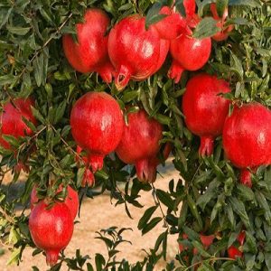 نهال انار سردشت