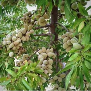 نهال بادام آذر