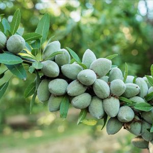 نهال بادام فرانیس معمولی