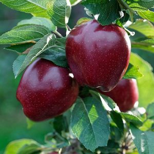 نهال سیب قرمز مراغه