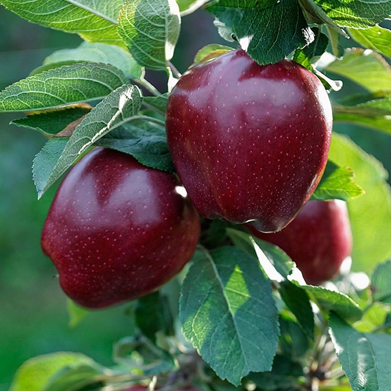 نهال-سیب-قرمز-مراغه