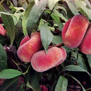 نهال هلو انجیری خونی