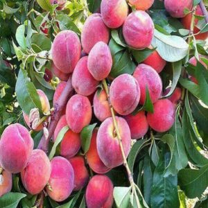 نهال هلو جوادی