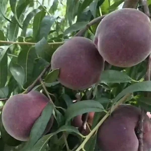 نهال هلو خونی