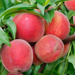 نهال هلو دوبار فرانسه