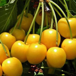 نهال گیلاس زرد موزی