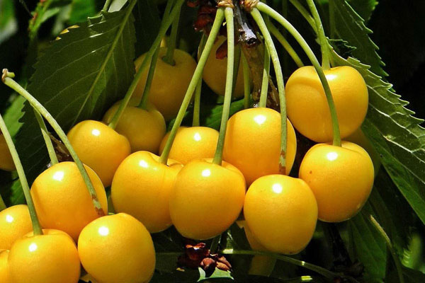 نهال-گیلاس-زرد-موزی-1