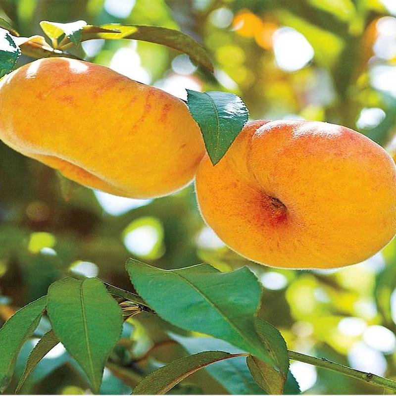 هلو انجیری زعفرانی