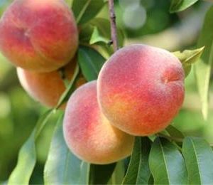 نهال هلو حاج کاظمی