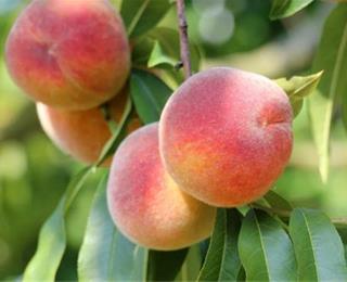 هلو حاج کاظمی