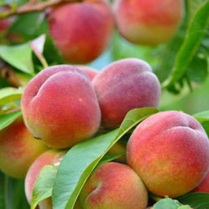 نهال هلو زعفرانی زودرس