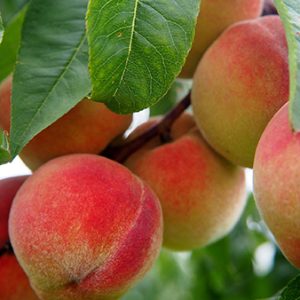 نهال هلو پلاستیکی