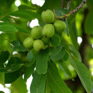 نهال گردو شیلی