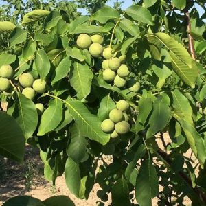 نهال گردو کانادایی