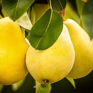 نهال گلابی بیروتی